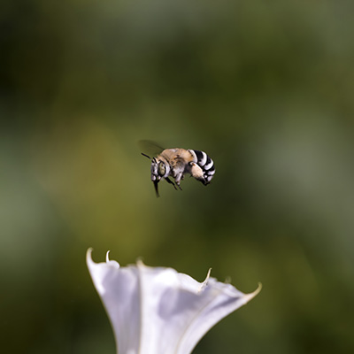  Anthophora- Mohamadjavadi